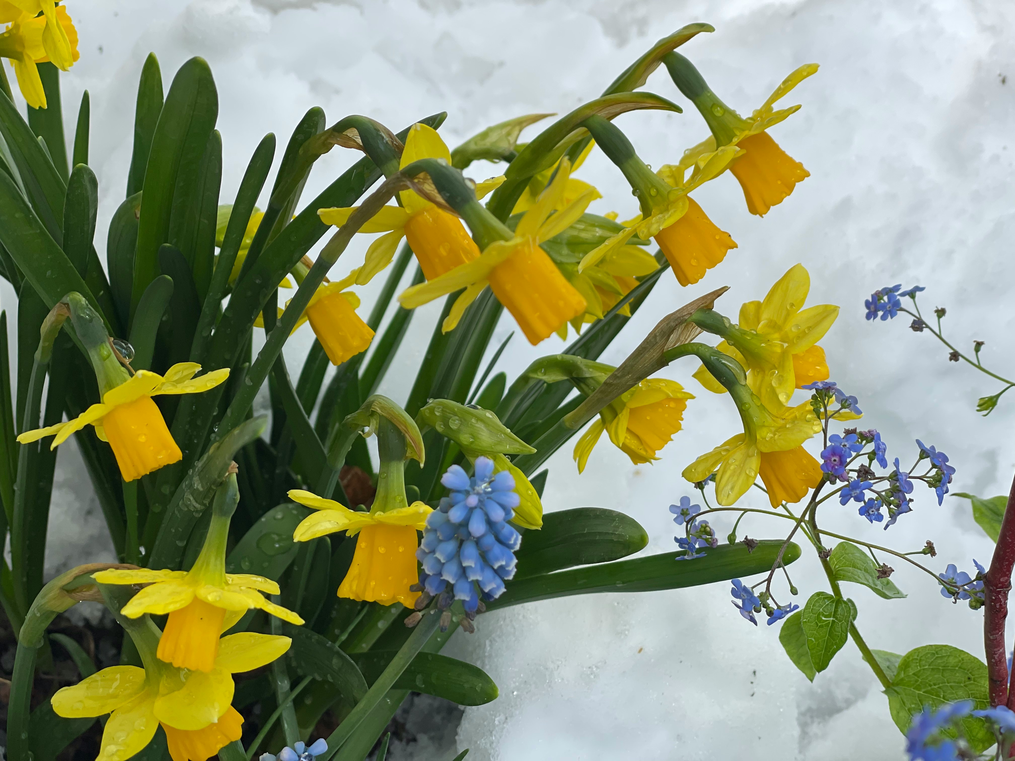 transition from winter to spring