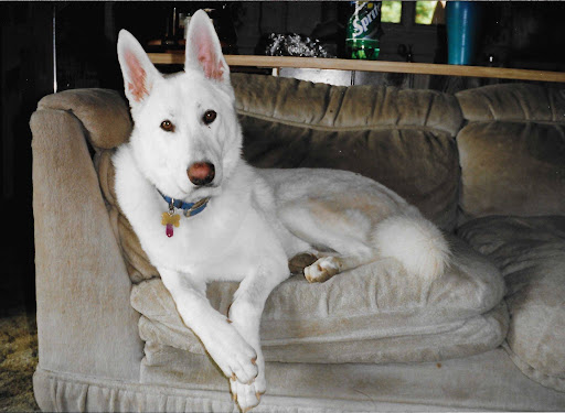 A white pup lying on a couch - why we need rest and stillness to grow
