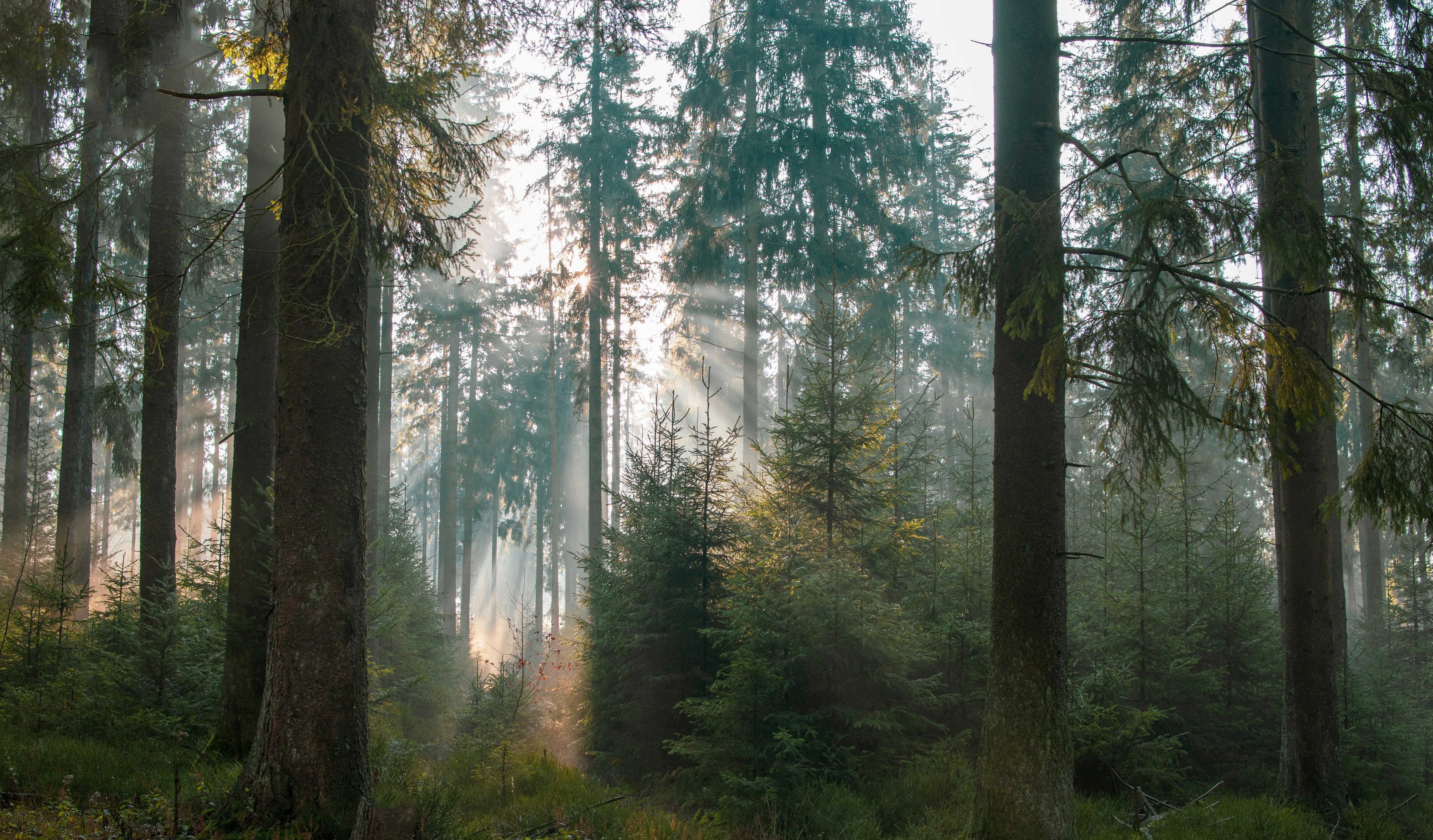 The Scent of Somewhere Else: What Your Nose Knows About Healing